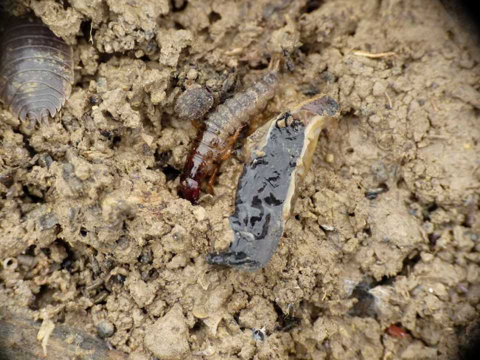 Larva di Ocypus con preda (lumaca)